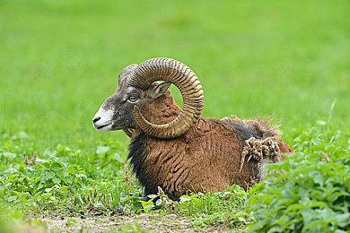 《秘影曼德拉》Mandragora试玩DEMO震撼上线！三种职业全新开放！